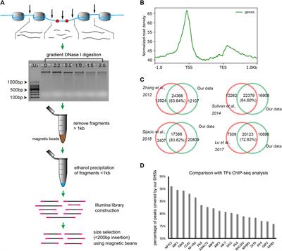 Genome-wide mapping of DNase I hypersensitive sites in pineapple leaves